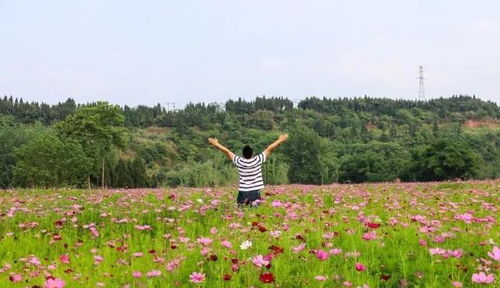 不用去普羅旺斯, 在順慶也能體驗紫色花海的浪漫
