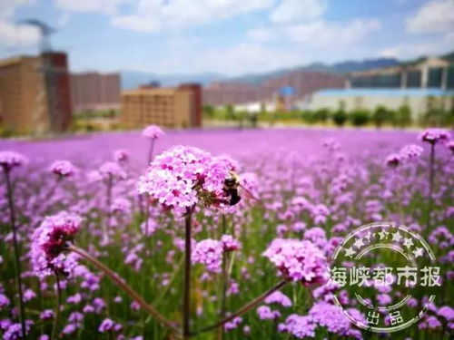 全國都在羨慕福州 空氣特優,花海如畫 要美上天的節奏