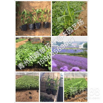 【馬鞭草基地多頭柳葉馬鞭草批發花海景觀小苗批發】- 