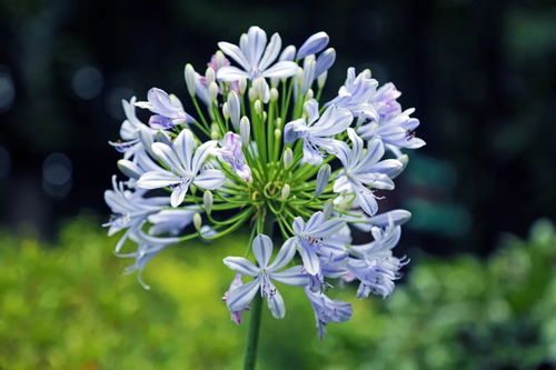 申城的夏天,這抹 絕絕紫 清新又浪漫