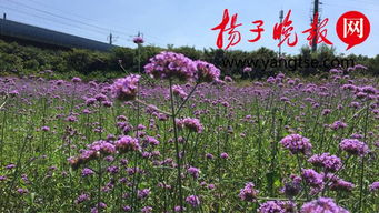 芙蓉艷色醉人心 荷花紫薇依舊艷