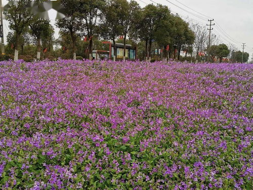 綠意當湖,每一份美好都 植 得