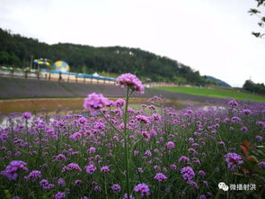 太驚艷 射洪人家門口的普羅旺斯美景 竟藏在這里