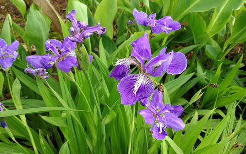 陸家新區(qū)中心公園濕地植物深受市民喜歡,趁天晴趕緊去打卡