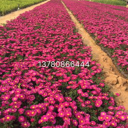 【柳葉馬鞭草種植基地】-