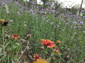 柳葉馬鞭草,盛夏最后的浪漫