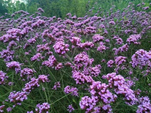 重慶馬鞭草已花開成海,這6個(gè)地方通通免費(fèi)