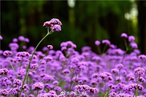 秋游打卡圣地 共青森林公園 新花海 要來啦