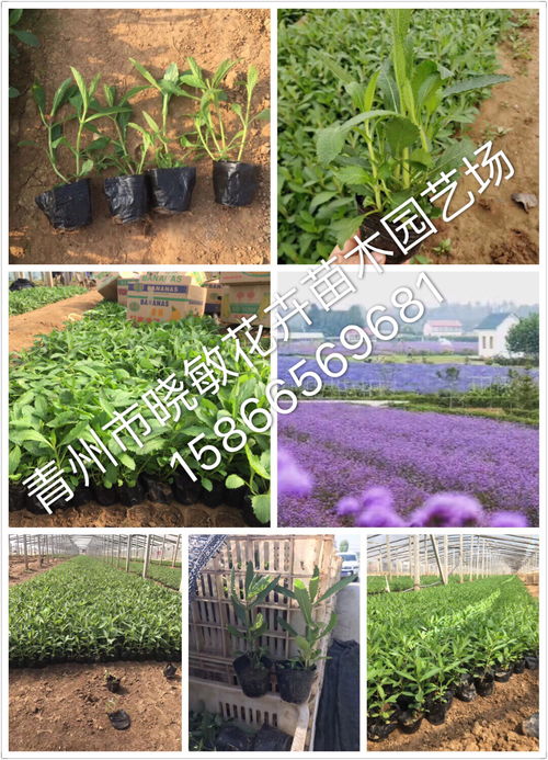 天竺桂小苗報(bào)價(jià) 廠家