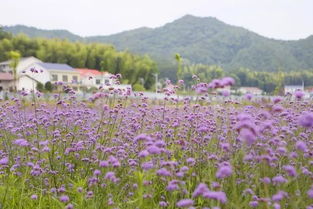 2019年長沙哪里有馬鞭草