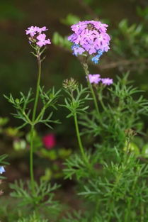 跟著24節(jié)氣游松江之 霜降