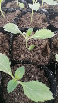 供應(yīng)柳葉馬鞭草種苗杯苗容器苗