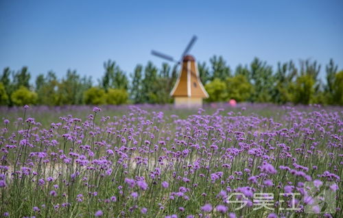 紫色馬鞭草盛開