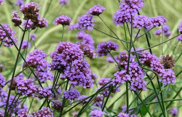 柳葉馬鞭草種植技術(shù)