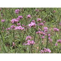 【供應(yīng)柳葉馬鞭草,柳葉馬鞭草苗,柳葉馬鞭草基地,柳葉馬鞭草價(jià)格圖片】供應(yīng)柳葉馬鞭草,柳葉馬鞭草苗,柳葉馬鞭草基地,柳葉馬鞭草價(jià)格