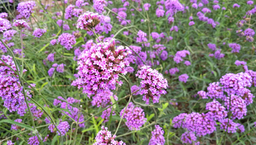 紫色柳葉馬鞭草花圃
