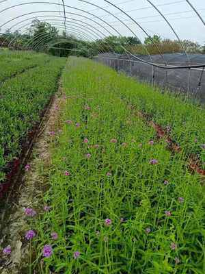 甘肅馬鞭草批發(fā)價(jià)格 柳葉馬鞭草杯苗基地