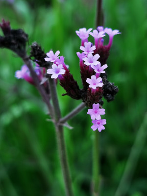 柳葉馬鞭草的花朵。