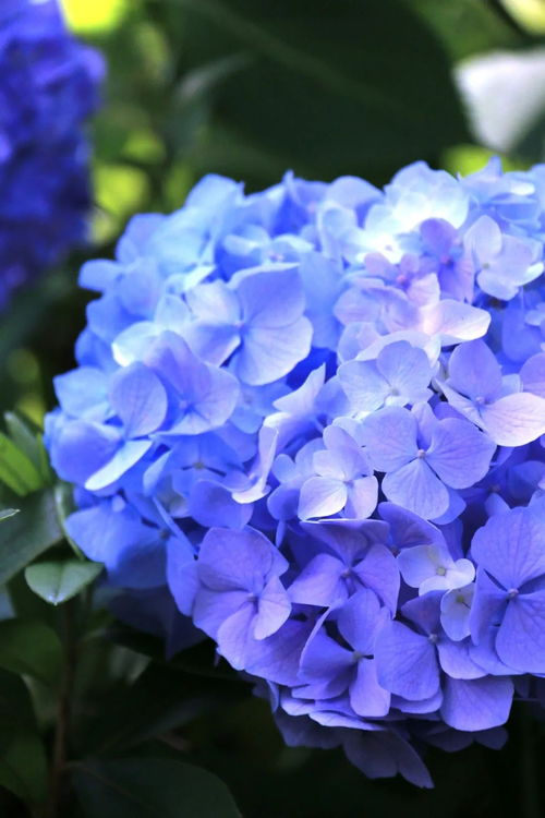 初夏的彭浦四季公園,太美了