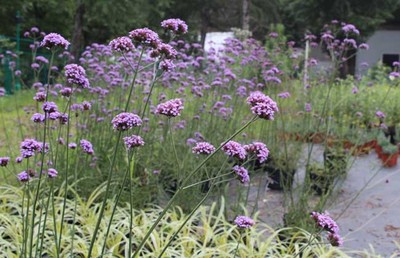 馬鞭草種類圖片大全