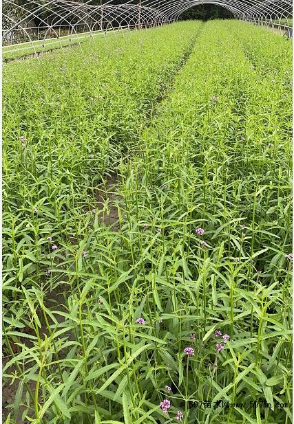 柳葉馬鞭草,16杯柳葉馬鞭草,柳葉馬鞭草基地直銷