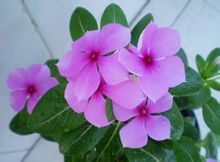 【內蒙古柳葉馬鞭草種子批發】價格、產品供應,內蒙古柳葉馬鞭草種子批發廠家批發列表2-1024商務網