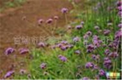 ★香草種苗★ 供應柳葉馬鞭草種子種苗*觀光花卉