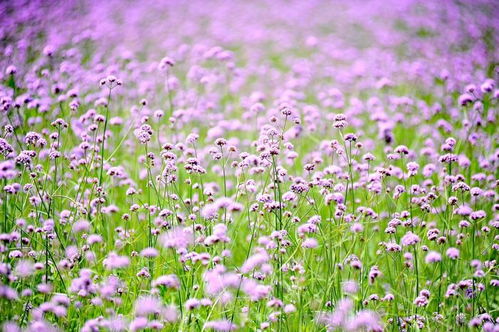 紫色花海 扮靚江畔