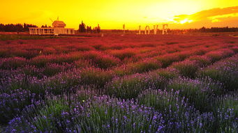 新疆 庫爾勒 巴音布魯克草原 那拉提草原 霍爾果斯口岸 賽里木湖四日游線路推薦