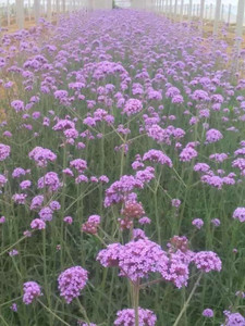 一串紅,三色堇,常春藤,八寶景天,草花批發,草花種植,草花基地,綠化苗木,-產品列表-慧聰網商