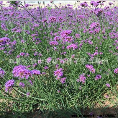 柳葉馬鞭草種子 * 藍色花海種 馬鞭草 花海種子