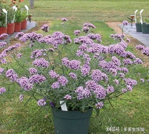 觀賞性奇異的幾種花卉,給陽光和溫暖的環境就能常年開花