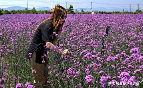 南京 柳葉馬鞭草進入盛花期眾多游客前來觀賞