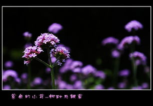 紫色的小花 柳葉馬鞭草