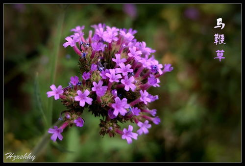 柳葉馬鞭草 2024224