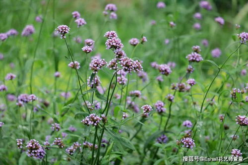 hi 你知道身邊常見花木的名稱嗎