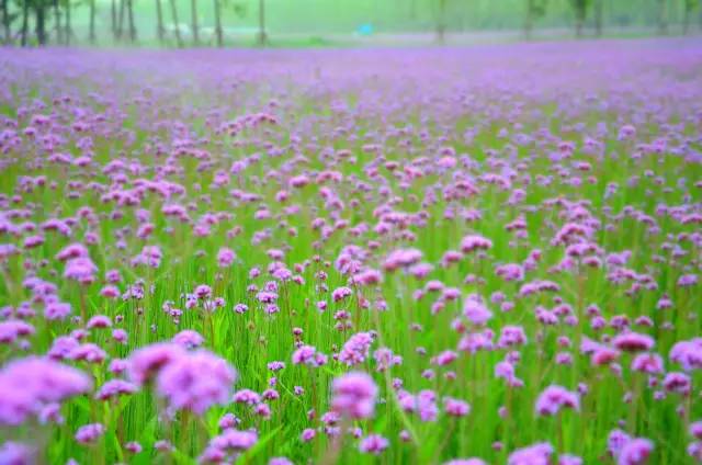最美柳葉馬鞭草 我的生命不過是溫柔的瘋狂,眼里一片海,我卻不肯藍