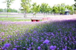 去衲田花海,看最美麗最繁茂最大片最震撼人心的柳葉馬鞭草