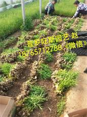 想買優質柳葉馬鞭草,就到普羅旺斯花卉苗木 柳葉馬鞭草供應