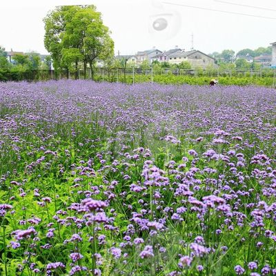 常年批發供應柳葉馬鞭草 柳葉馬鞭草苗 基地種植 量大優惠 綠化工程苗木