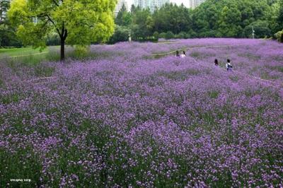 紫色花海!世紀公園柳葉馬鞭草進入最佳觀賞期