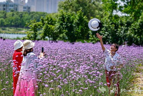 東西湖區(qū)徑河公園超8萬平米的柳葉馬鞭草迎來最佳觀賞期