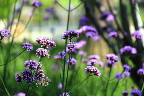 初夏的彭浦四季公園,太美了