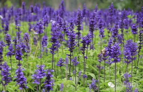 虐 狂飆到24 一秒入夏 青州最奇葩的天氣要來了