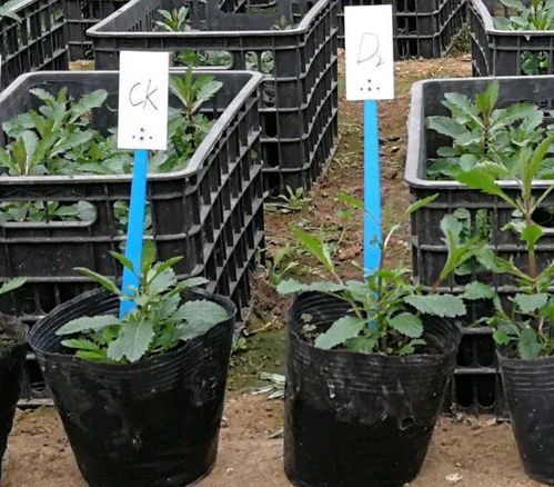 打造一片柳葉馬鞭草花海,可不僅僅是撒播花種那么簡單