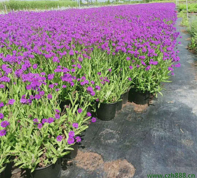 柳葉馬鞭草定植