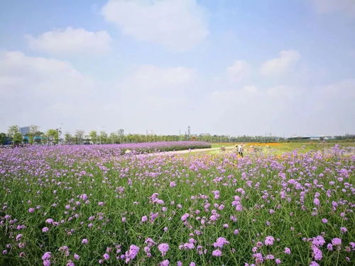 3000㎡新花品種文翰湖畔綻放 浪漫媲美普羅旺斯