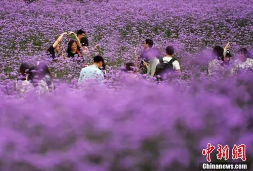 不止羊蹄甲,福州這些花也都開了 這份春季賞花攻略請收下