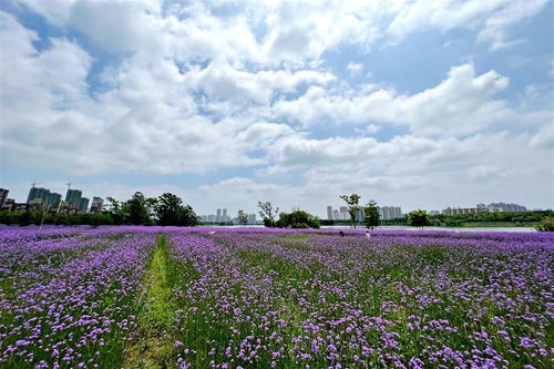 媒體報道 媒體報道 武漢市東西湖區(qū)人民政府 武漢臨空港經(jīng)濟技術開發(fā)區(qū)管委會