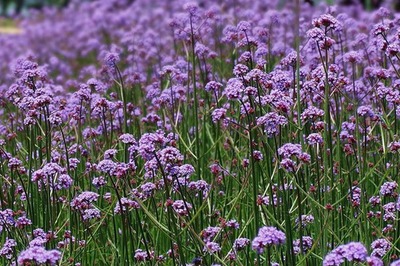 柳葉馬鞭草冬天會被凍死嗎